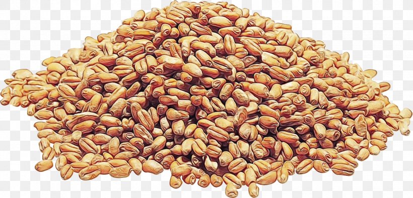 Wheat Cartoon, PNG, 1747x840px, Grain, Cereal, Common Wheat, Cuisine, Einkorn Wheat Download Free