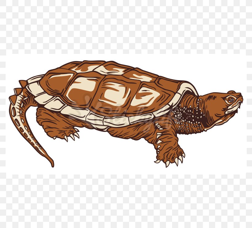 Box Turtles Common Snapping Turtle Tortoise Sea Turtle, PNG, 800x740px, Box Turtles, Animal, Box Turtle, Chelydridae, Common Snapping Turtle Download Free