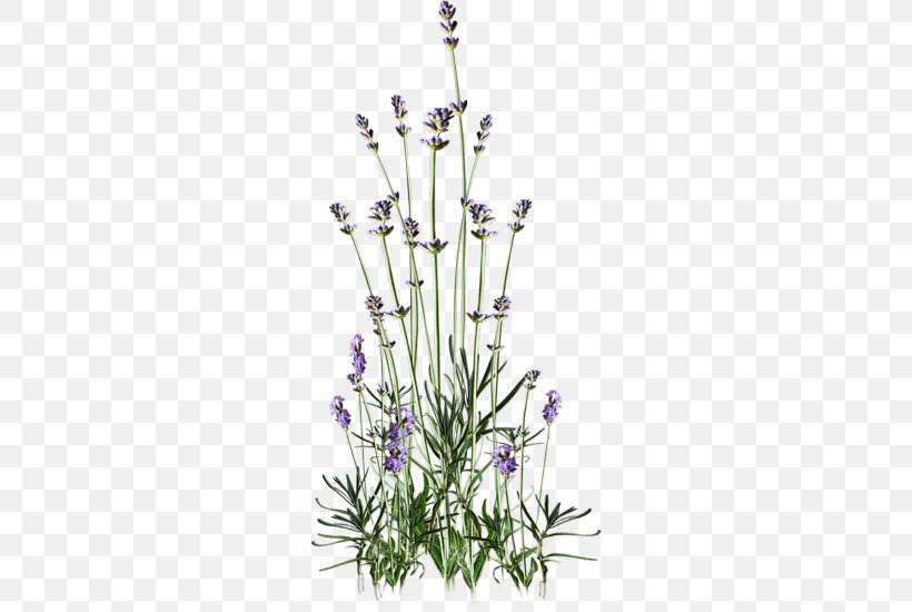 Flower English Lavender Web Browser Clip Art, PNG, 262x550px, Flower, Blog, Blossom, Branch, Cut Flowers Download Free