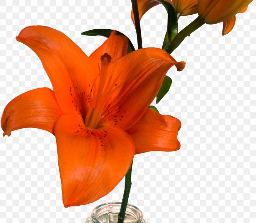 Lilium Bulbiferum Cut Flowers Floristry, PNG, 1500x1309px, Lilium Bulbiferum, Copyright, Cut Flowers, Floristry, Flower Download Free
