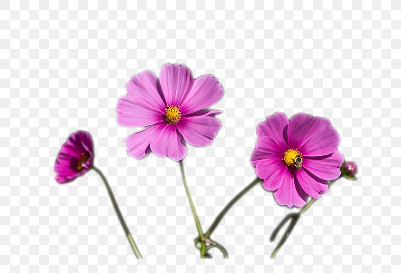 Pansy Crane's-bill Annual Plant Herbaceous Plant Family, PNG, 800x557px, Pansy, Annual Plant, Family, Family Film, Flora Download Free