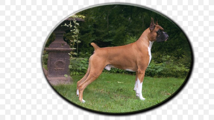 Boxer French Bulldog Dog Breed Puppy, PNG, 725x460px, Boxer, Breed, Brindle, Bull, Bulldog Download Free
