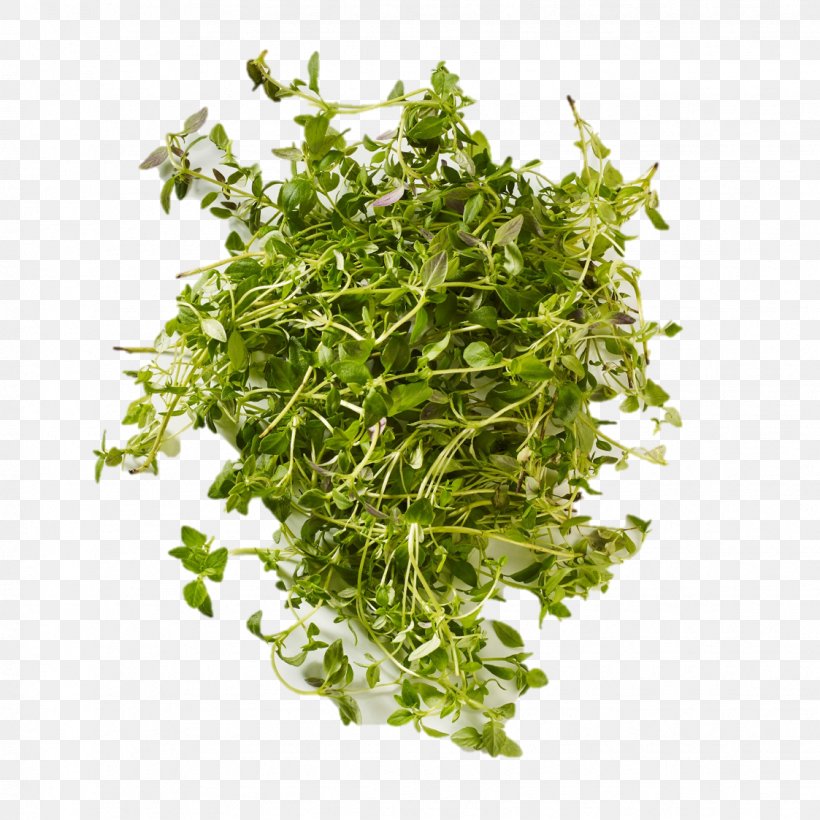 Coriander Herbalism, PNG, 1123x1123px, Coriander, Herb, Herbalism, Leaf Vegetable, Plant Download Free