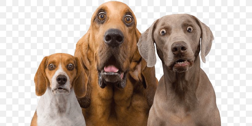 Pet Dog Daycare Dog Behavior Dog Communication, PNG, 629x410px, Pet, Animal, Cat, Dog, Dog Behavior Download Free