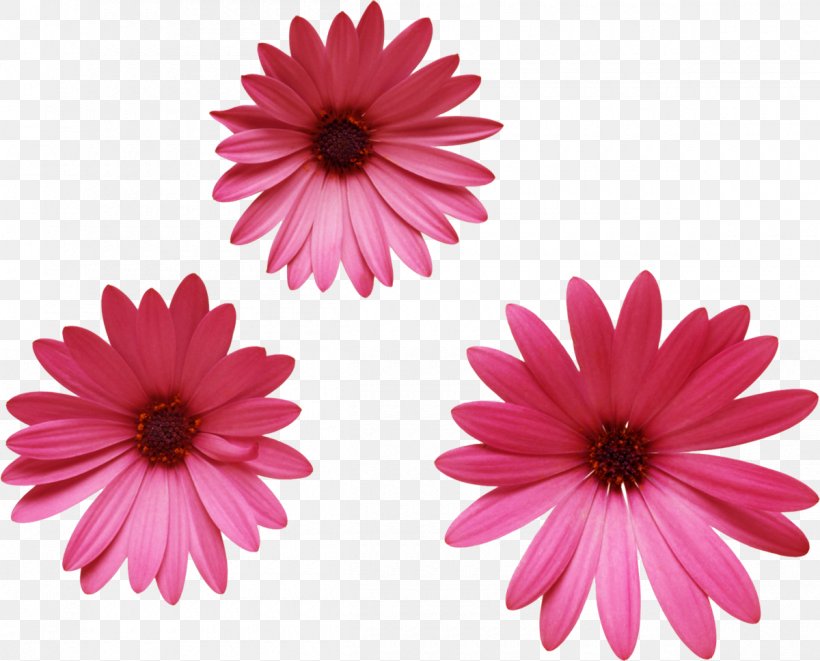 Flower Albom Clip Art, PNG, 1200x968px, Flower, Albom, Chrysanths, Dahlia, Daisy Download Free