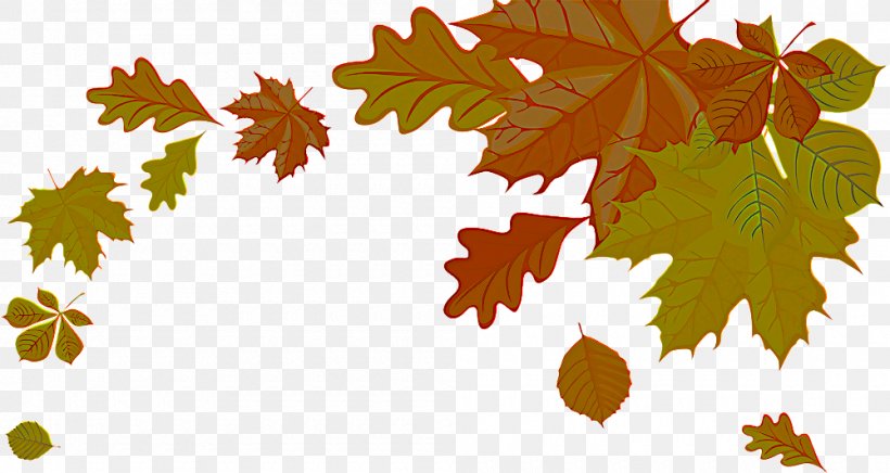 Maple Leaf, PNG, 1000x532px, Leaf, Black Maple, Branch, Grape Leaves, Maple Leaf Download Free