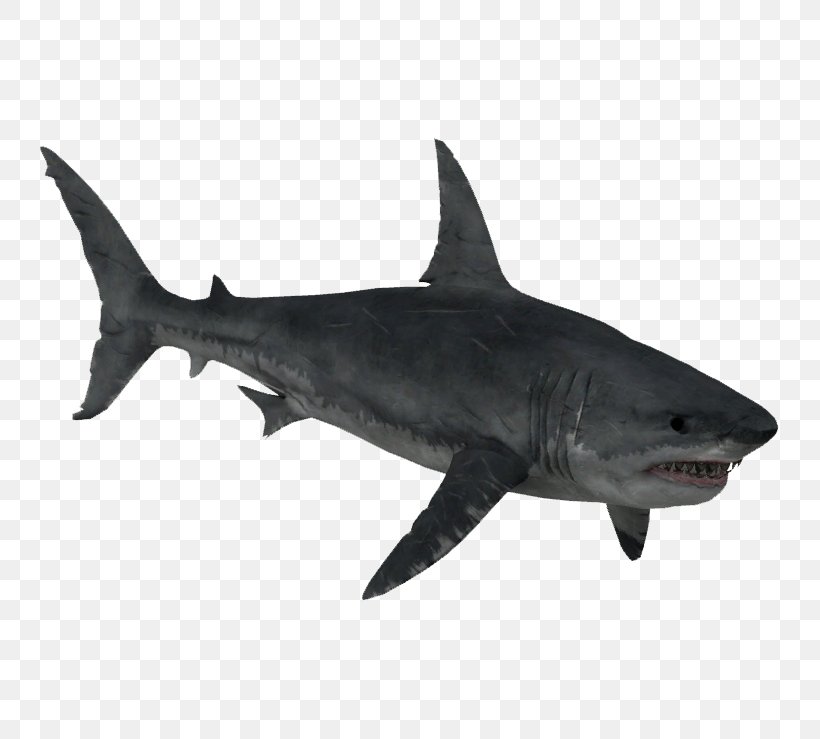 Zoo Tycoon 2 Requiem Shark Lamnidae Squaliformes Great White Shark, PNG, 739x739px, Zoo Tycoon 2, Blue Shark, Carcharhiniformes, Cartilaginous Fish, Chondrichthyes Download Free