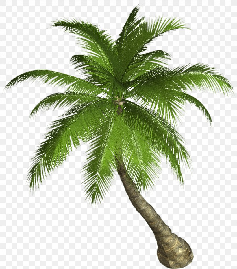 Arecaceae Tree Coconut Clip Art, PNG, 1179x1337px, Arecaceae, Arecales, Attalea Speciosa, Borassus Flabellifer, Coconut Download Free