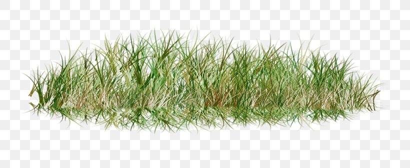Clip Art Lawn Grass Image, PNG, 800x336px, Lawn, Art, Flower Garden, Grass, Grass Family Download Free
