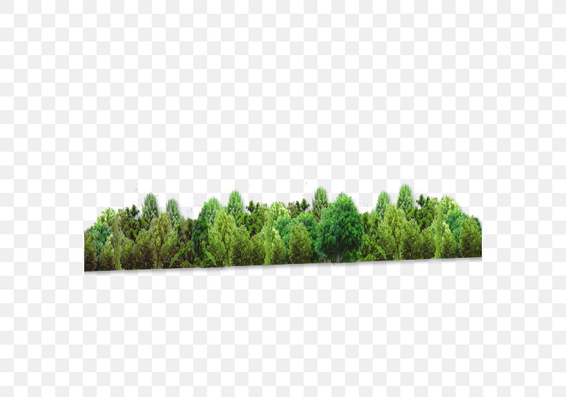 Forest Tree Computer File, PNG, 576x576px, Forest, Afforestation, Grass, Green, Plant Download Free