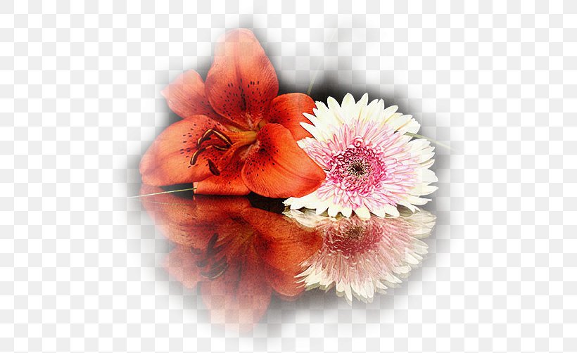 Lilium Flower Euclidean Vector Chrysanthemum, PNG, 518x502px, Lilium, Chemical Element, Chrysanthemum, Cut Flowers, Daisy Family Download Free