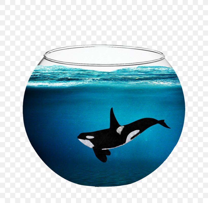 Captive Killer Whales Dolphin Cetacea, PNG, 800x800px, Killer Whale, Aqua, Bowl, Captive Killer Whales, Cetacea Download Free