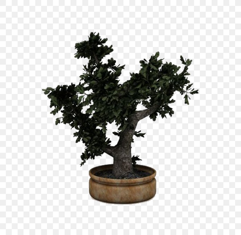 Chinese Sweet Plum Flowerpot Sageretia, PNG, 600x800px, Chinese Sweet Plum, Bonsai, Flowerpot, Houseplant, Plant Download Free