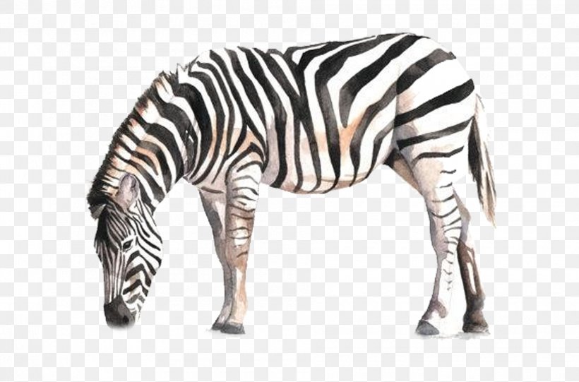 Horse Zebra Watercolor Painting Drawing, PNG, 1890x1247px, Horse, Animal, Art, Black And White, Drawing Download Free