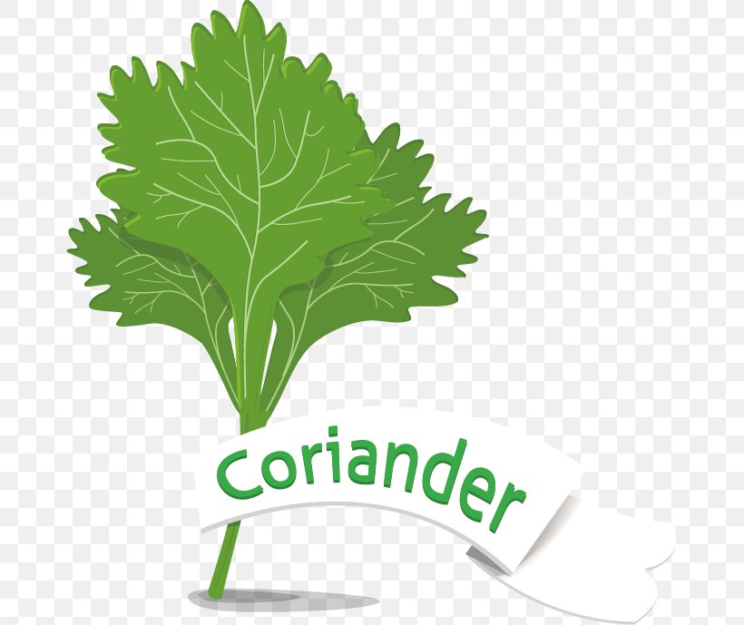 Leaf Vegetable Coriander, PNG, 673x689px, Leaf Vegetable, Brand, Coriander, Garlic, Grass Download Free