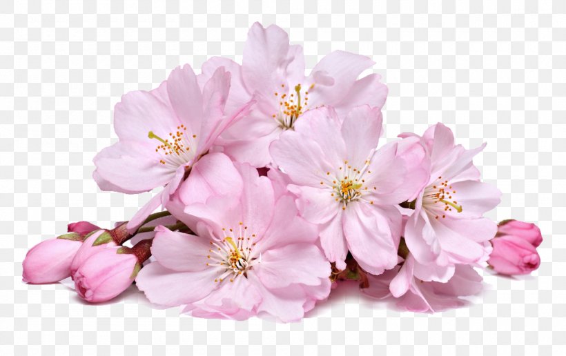 Cherry Blossom Flower, PNG, 1000x630px, Cherry Blossom, Blossom, Branch, Business, Cherry Download Free