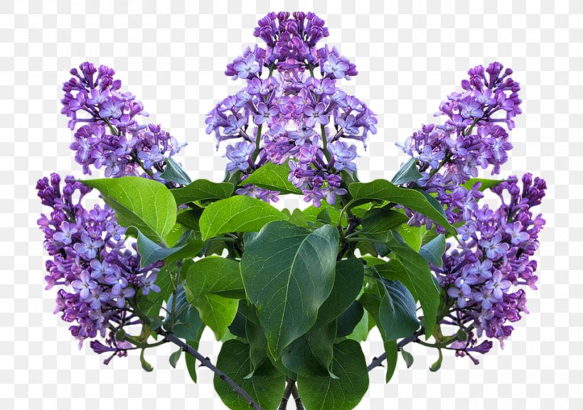 Common Lilac Flower Shrub Garden, PNG, 960x676px, Common Lilac, Common Sunflower, Flower, Flowering Plant, Garden Download Free