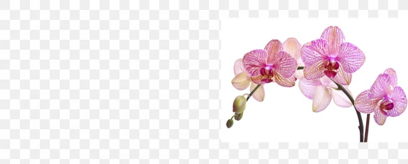 Moth Orchids Photography Cut Flowers, PNG, 1200x483px, Moth Orchids, Blossom, Bud, Color, Cut Flowers Download Free