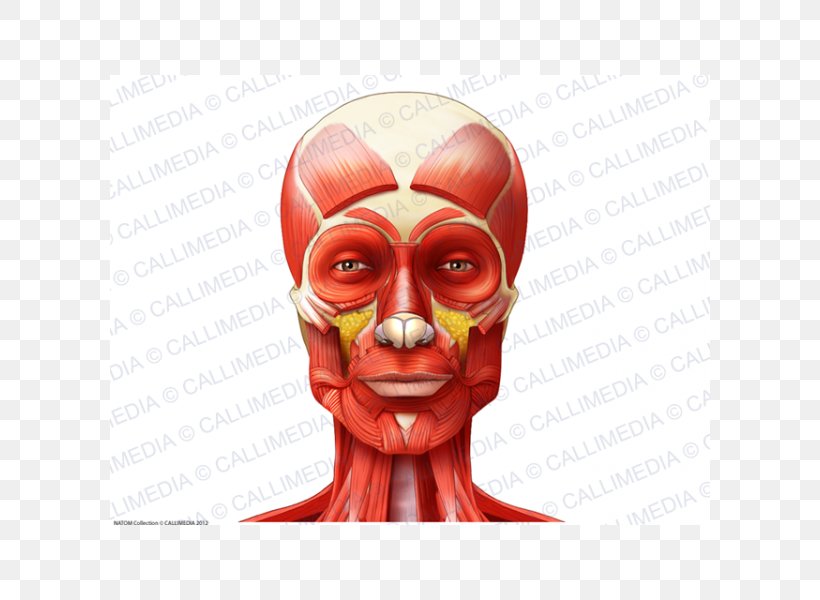Muscle Anatomy Neck Muscular System Head, PNG, 600x600px, Watercolor, Cartoon, Flower, Frame, Heart Download Free