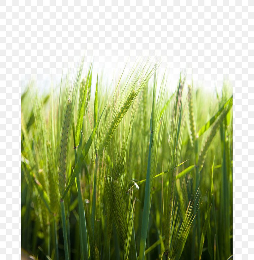 Paddy Field Rice Icon, PNG, 683x840px, Paddy Field, Agriculture, Barley, Cereal, Commodity Download Free