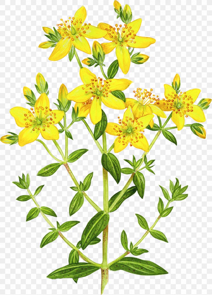Perforate St John's-wort Dietary Supplement Pharmaceutical Drug Herb Food, PNG, 919x1280px, Dietary Supplement, Adaptogen, Adverse Effect, Cut Flowers, Flower Download Free