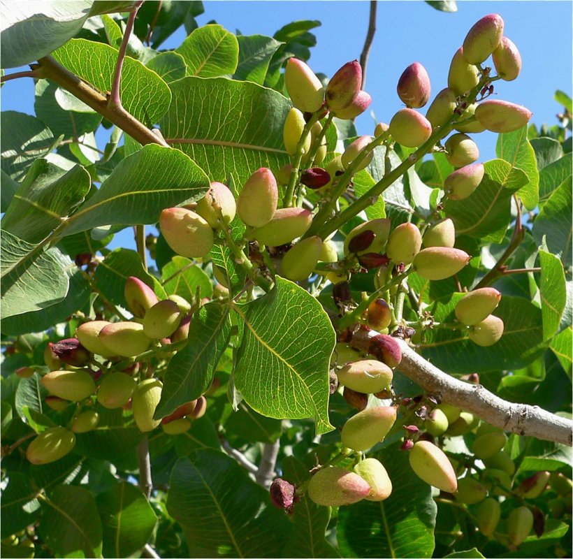 Pistachio Pistacia Chinensis Tree Seed Plant, PNG, 1151x1124px, Pistachio, Anacardiaceae, Apricot, Branch, Coccoloba Uvifera Download Free