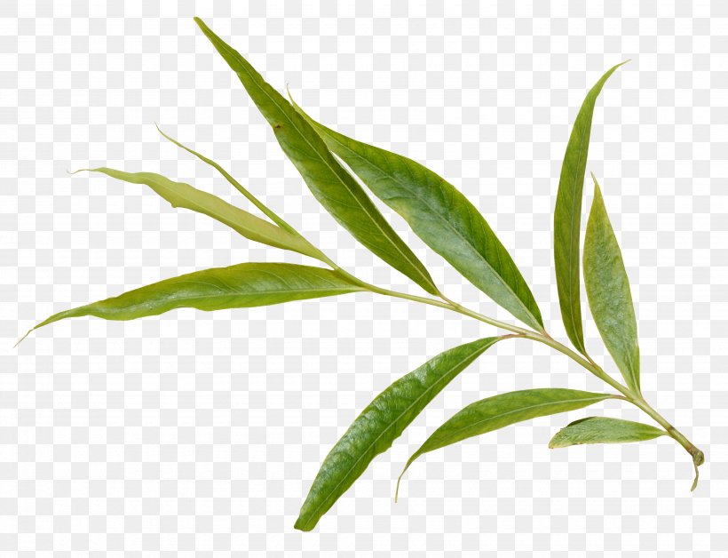 Salix Alba European Aspen Salix Arctica Leaf Tree, PNG, 3500x2681px, Salix Alba, Ash, Branch, Cottonwood, European Aspen Download Free
