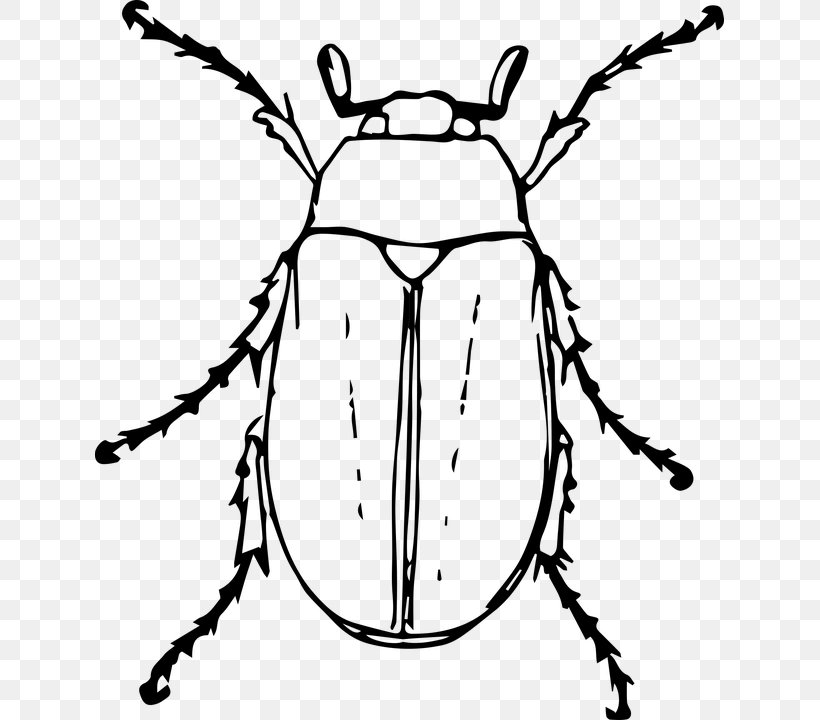 Beetle Drawing Cockchafer Clip Art, PNG, 629x720px, Beetle, Artwork, Black And White, Cetonia Aurata, Cockchafer Download Free