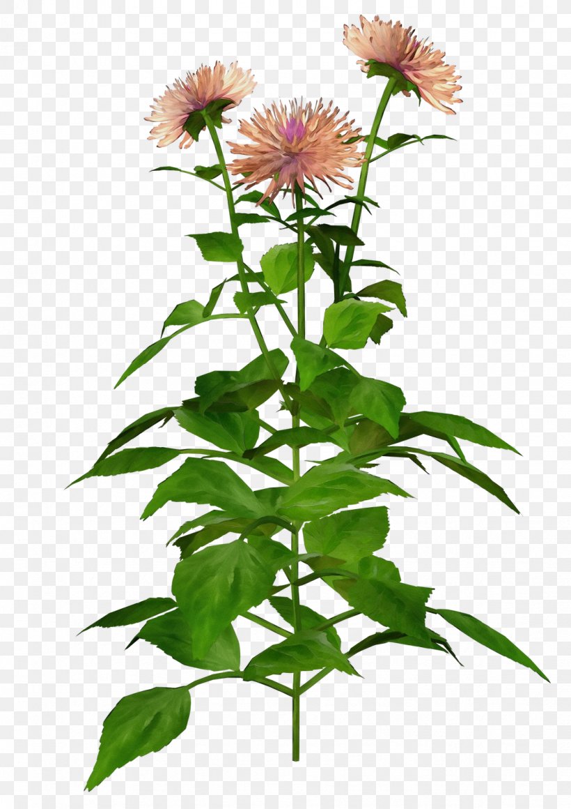 Flower Plant Distaff Thistles Plant Stem China Aster, PNG, 1131x1600px, Watercolor, China Aster, Distaff Thistles, Flower, Paint Download Free