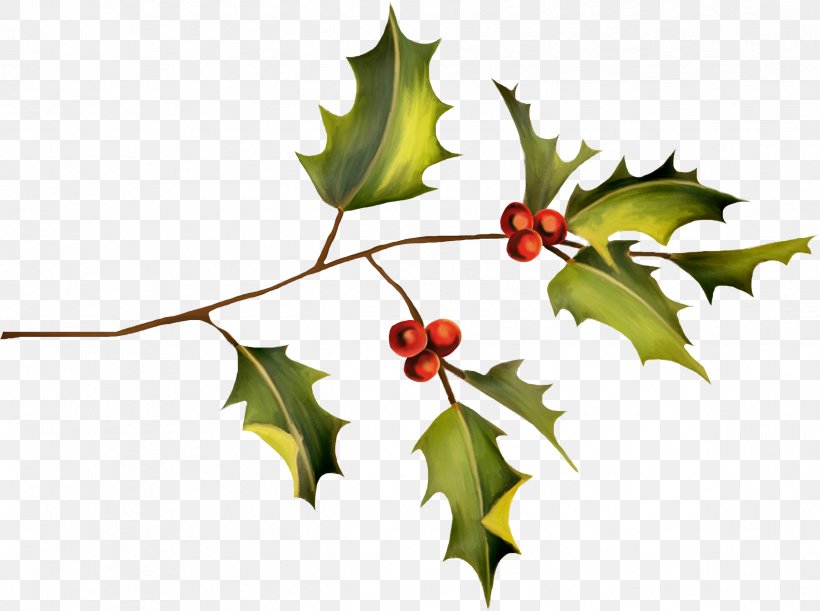 Holly Plant Leaf Clip Art, PNG, 2426x1810px, Holly, Aquifoliaceae, Aquifoliales, Branch, Flora Download Free