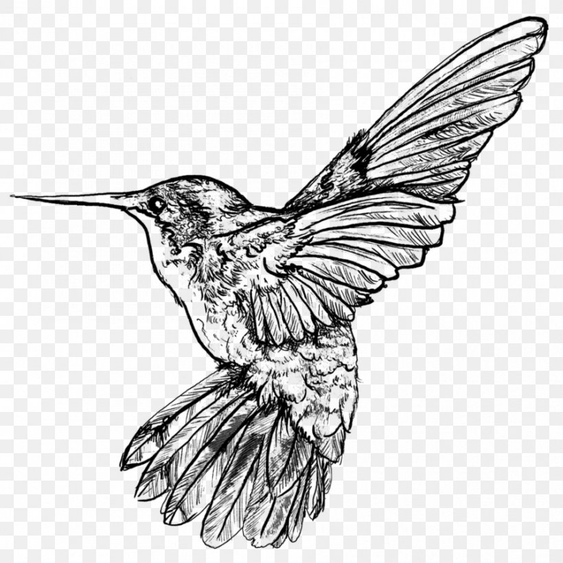 Hummingbird DeviantArt Work Of Art Sketch, PNG, 894x894px, Hummingbird, Art, Artist, Artwork, Beak Download Free