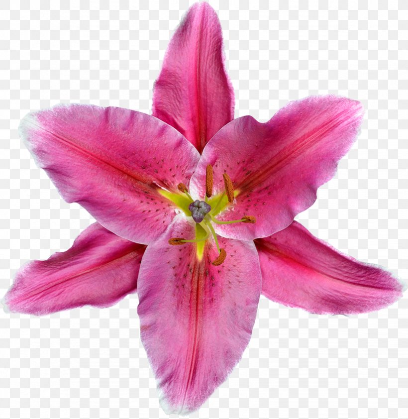 Lilium Pink Flower White, PNG, 822x845px, Lilium, Alstroemeriaceae, Cut Flowers, Daylily, Drawing Download Free