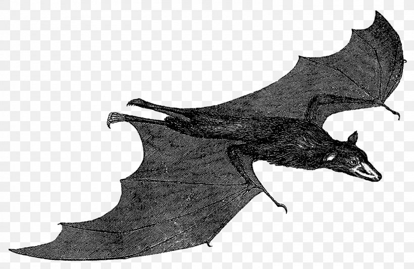 Marine Mammal White BAT-M, PNG, 1600x1040px, Marine Mammal, Bat, Batm, Black And White, Mammal Download Free