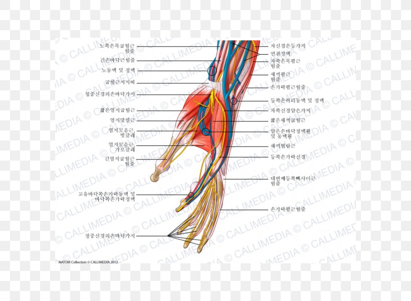 Nerve Hand Nervous System Human Anatomy Blood Vessel, PNG, 600x600px, Watercolor, Cartoon, Flower, Frame, Heart Download Free