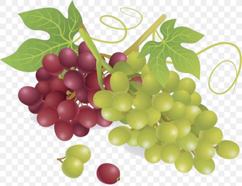 Wine Common Grape Vine Fruit, PNG, 1024x790px, Wine, Common Grape Vine, Food, Fruit, Grape Download Free
