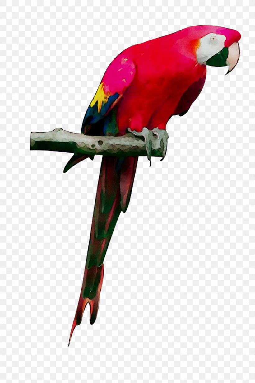 Budgerigar Bird Macaw Grey Parrot Loriini, PNG, 1044x1568px, Budgerigar, Beak, Bird, Budgie, Cockatiel Download Free