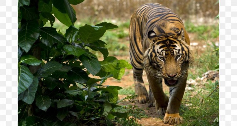 Indonesia Sumatran Tiger Bengal Tiger Endangered Species Lion, PNG, 991x529px, Indonesia, Bengal Tiger, Big Cats, Carnivoran, Cat Like Mammal Download Free