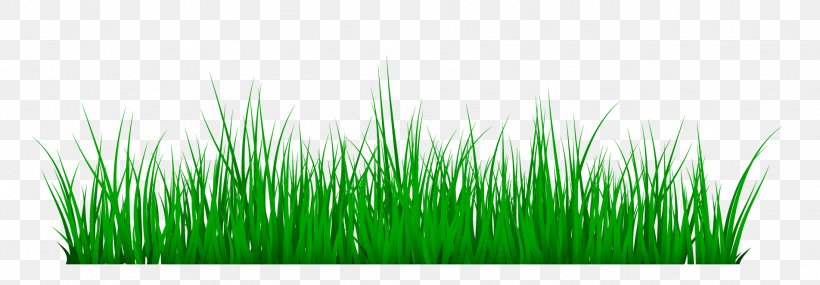 Meadow Vetiver Green, PNG, 1904x663px, Meadow, Chrysopogon, Chrysopogon Zizanioides, Commodity, Grass Download Free