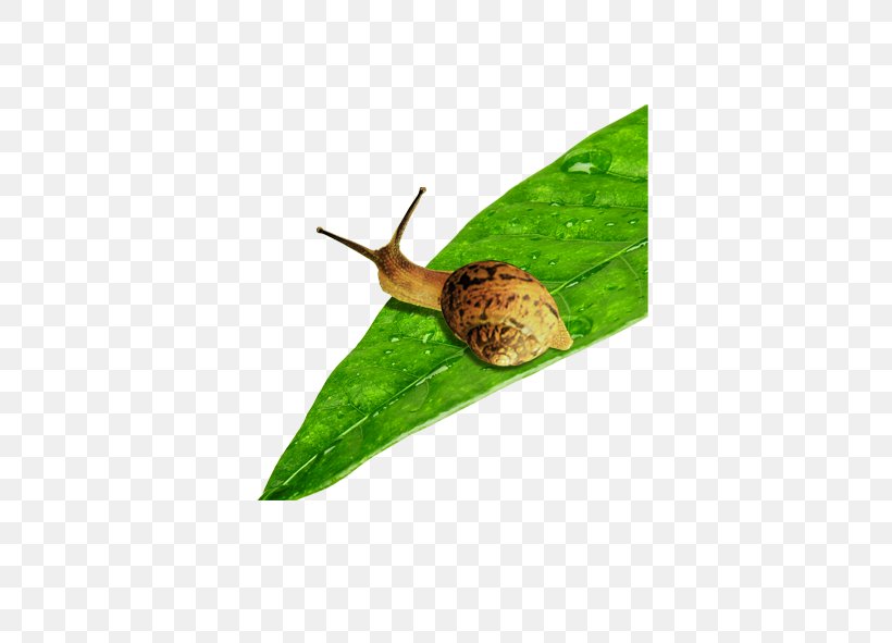 Snail Escargot Download, PNG, 591x591px, Snail, Escargot, Information, Invertebrate, Leaf Download Free