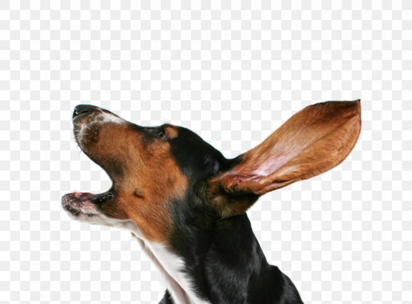 Dog Collar Puppy Bark Dog Collar, PNG, 823x609px, Dog, Bark, Carnivoran, Cat, Collar Download Free