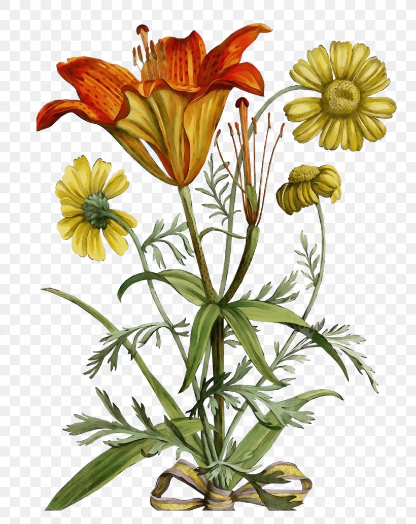 Flower Plant Wildflower Petal Fritillaria, PNG, 1111x1400px, Watercolor, Flower, Fritillaria, Gazania, Herbaceous Plant Download Free