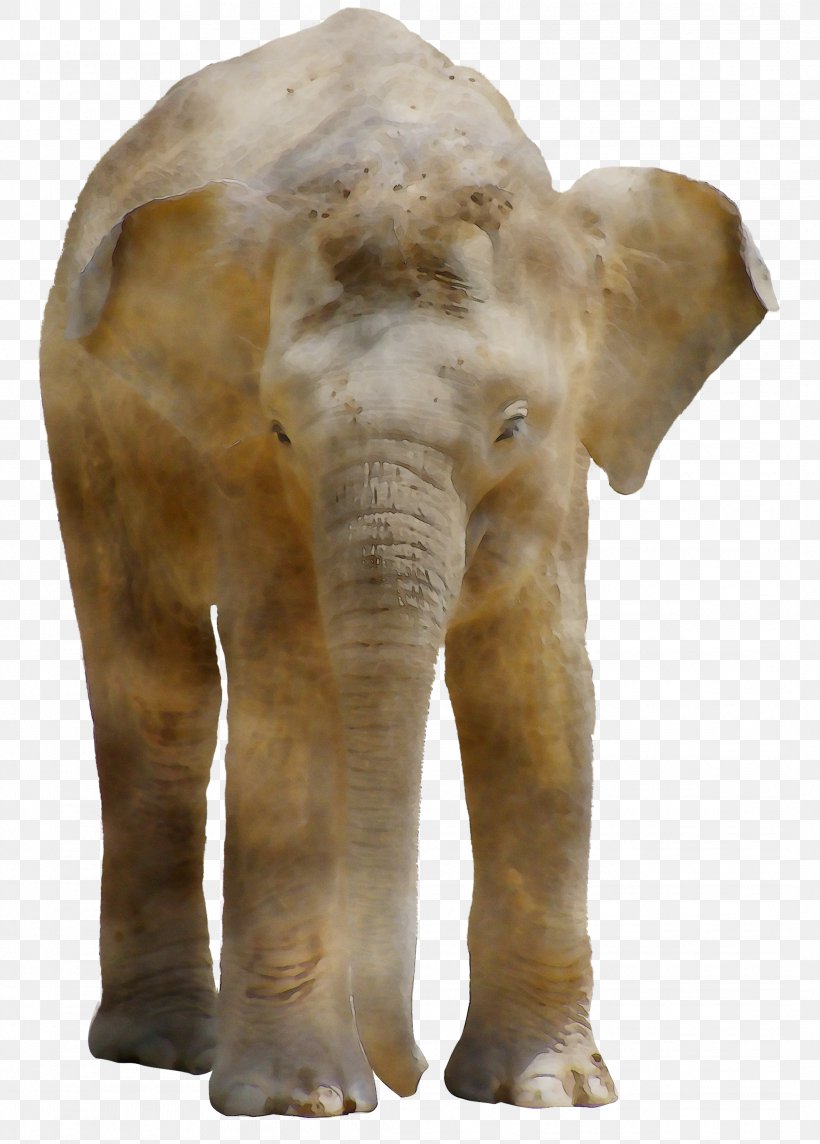 Indian Elephant African Elephant Terrestrial Animal Snout, PNG, 2127x2970px, Indian Elephant, African Elephant, Animal, Animal Figure, Art Download Free