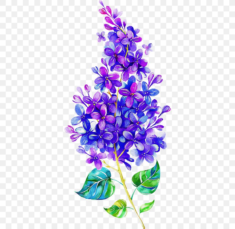 Lavender, PNG, 372x800px, Violet, Blue, Flower, Flowering Plant, Lavender Download Free