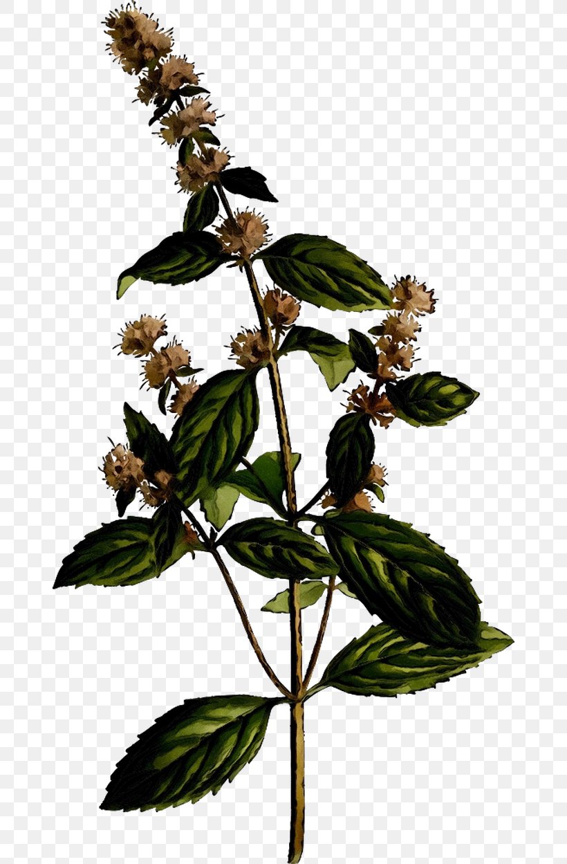 Peppermint Essential Oil Herb Medicinal Plants Infusion, PNG, 668x1249px, Peppermint, Botany, Essential Oil, Flower, Flowering Plant Download Free
