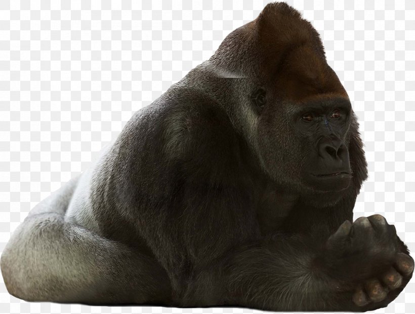 Western Gorilla Chimpanzee Primate Orangutan Monkey, PNG, 1199x910px, Western Gorilla, Animal, Ape, Chimpanzee, Fond Blanc Download Free