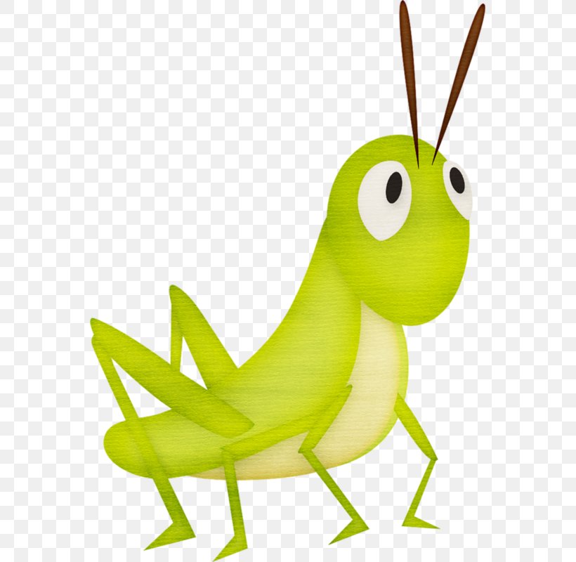 Clip Art Openclipart Grasshopper Insect Image, PNG, 563x800px, Grasshopper, Computer, Drawing, Grass, Green Download Free