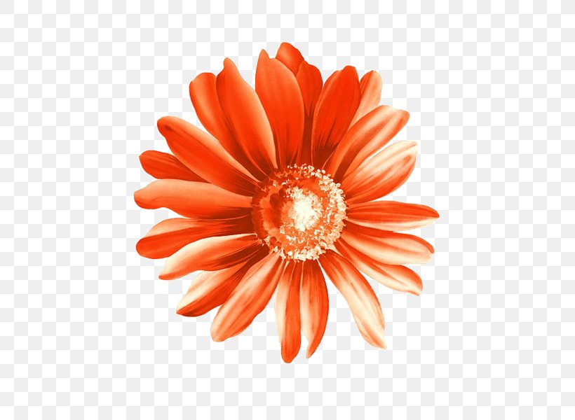 Flower Drawing, PNG, 600x600px, Flower, Cut Flowers, Dahlia, Daisy Family, Drawing Download Free