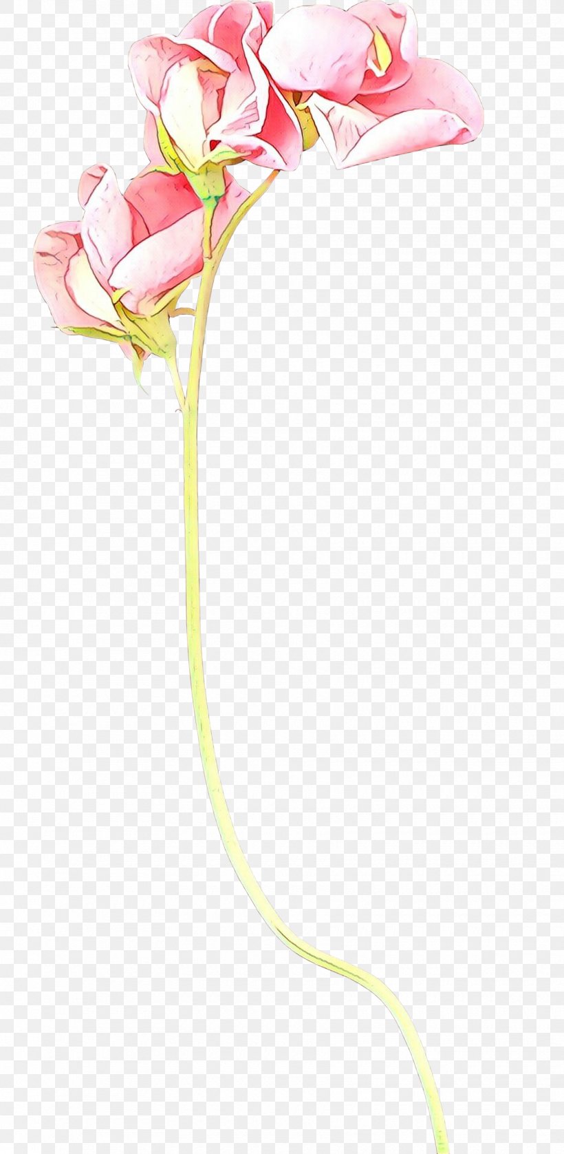 Moth Orchids Cut Flowers Rose Family Plant Stem, PNG, 1760x3599px, Moth Orchids, Anthurium, Cut Flowers, Flower, Orchids Download Free