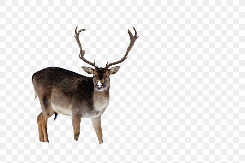 Reindeer Red Deer White-tailed Deer Elk, PNG, 1920x1280px, Reindeer, Animal, Antler, Copyright, Deer Download Free