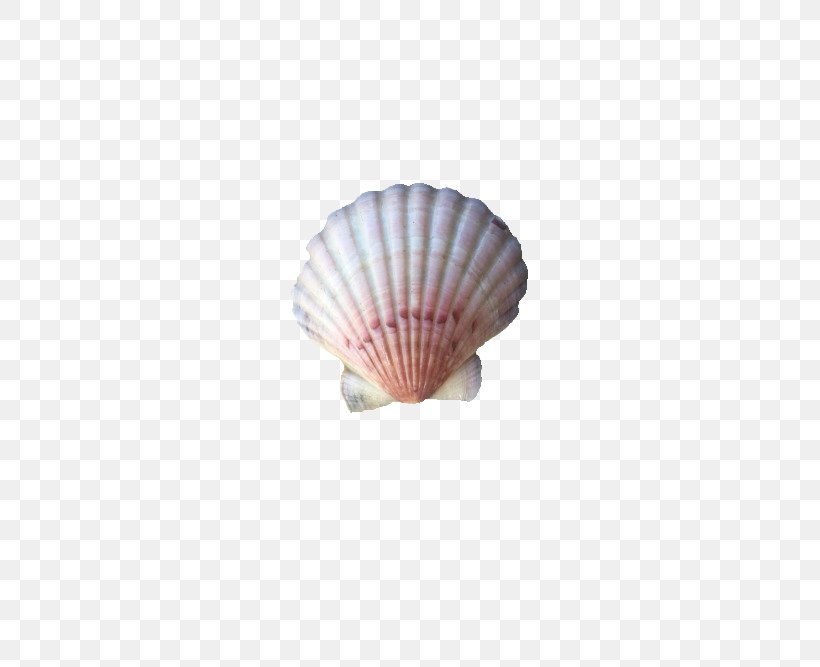 Seashell Conchology Shell Beach Clam, PNG, 500x667px, Seashell, Abalone, Beach, Clam, Cockle Download Free